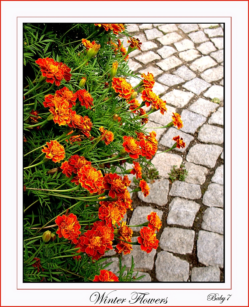 French marigold